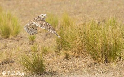 Burrowing Owl, Estancia La Ernestina  6