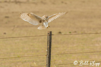 Burrowing Owl, Estancia La Ernestina  9