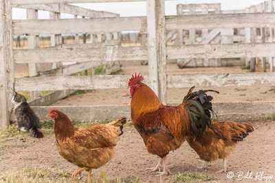 Chickens & Rooster, Estancia La Ernestina  2