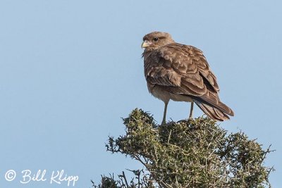 Chimango Caracara, Estancia La Ernestina  8