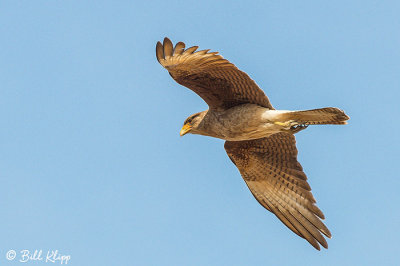 Chimango Caracara, Estancia La Ernestina  3