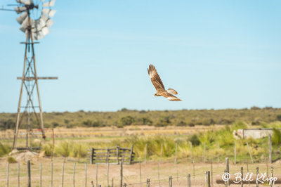 Chimango Caracara, Estancia La Ernestina  2