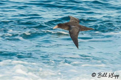 Giant Petrel,  Estancia La Ernestina  1