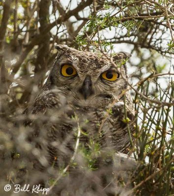 Great Horned Owl, Estancia La Ernestina  7