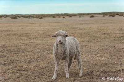 Sheep, Estancia Rincon Chico  6