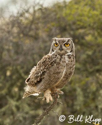 Great Horned Owl, Estancia La Ernestina  5