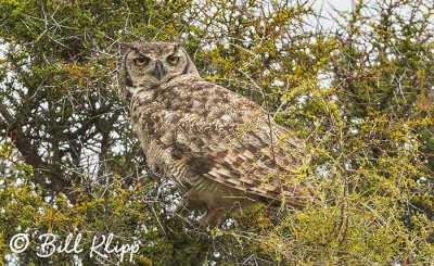 Great Horned Owl, Estancia La Ernestina  3