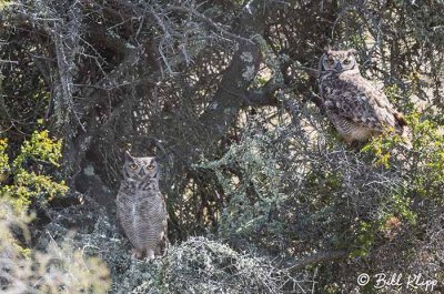 Great Horned Owl, Estancia La Ernestina  2