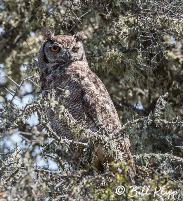 Great Horned Owl, Estancia La Ernestina  1