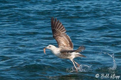 Kelp Gull, Estancia La Ernestina  3