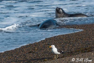Kelp Gull,  Estancia La Ernestina  4