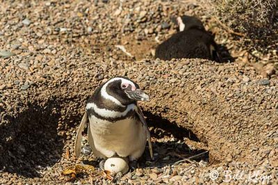 Magellanic Penguins, Estancia La Ernestina  7