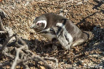 Magellanic Penguins, Estancia La Ernestina  8