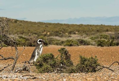 Magellanic Penguins, Estancia La Ernestina  9