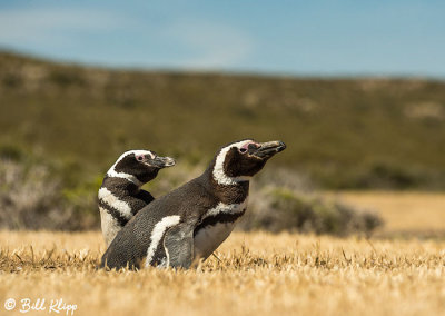 Magellanic Penguins, Estancia La Ernestina  11
