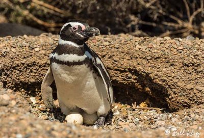 Magellanic Penguins, Estancia La Ernestina  13