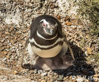 Magellanic Penguins, Estancia La Ernestina  14