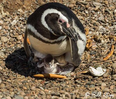 Magellanic Penguins, Estancia La Ernestina  15