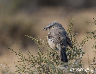 Mockingbird, Peninsula Valdes  2