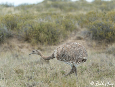 Lesser Rhea, Peninsula Valdes  2