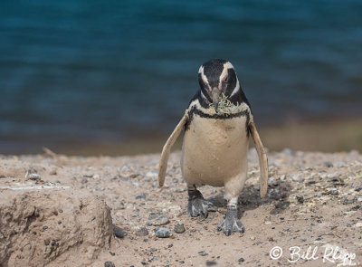 Magellanic Penguin, Peninsular Valdes  18