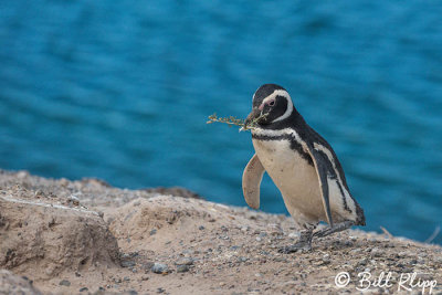 Magellanic Penguin,  Peninsular Valdes  17