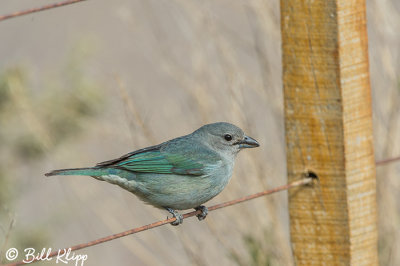 Tanager (?), Peninsular Valdes  1