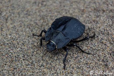 Beetle,  Estancia La Ernestina  1