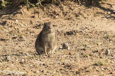 Cuis / Cavy, Estancia La Ernestina  3