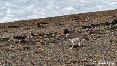 Oyster Catcher, Estancia La Ernestina  1