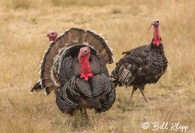 Turkeys, Estancia La Ernestina  2