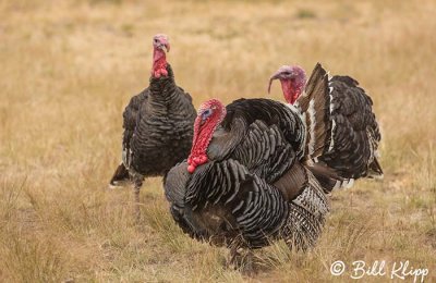 Turkeys, Estancia La Ernestina  1