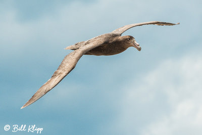 Giant Petrel, Peninsula Valdes 1