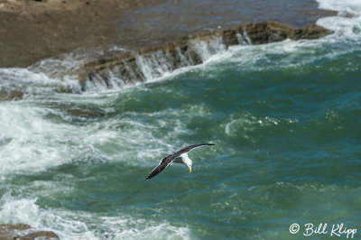 Kelp Gull, Peninsula Valdes  1