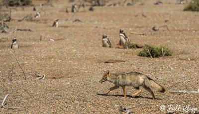 Grey Fox, Estancia La Ernestina  1