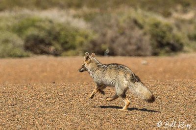 Grey Fox, Estancia La Ernestina  1