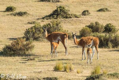 Guanaco,  Estancia La Ernestina  9