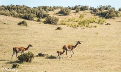 Guanaco,  Estancia La Ernestina  8