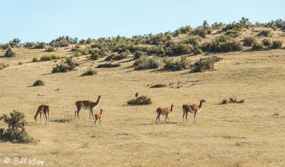 Guanaco,  Estancia La Ernestina  7