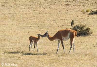 Guanaco,  Estancia La Ernestina  6