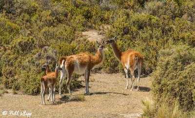 Guanaco,  Estancia La Ernestina  3