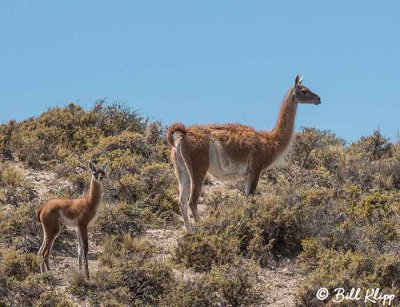 Guanaco,  Estancia La Ernestina  1