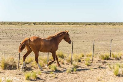 Horses, Estancia La Ernestina  5