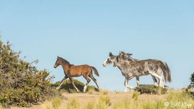 Horses, Estancia La Ernestina  4