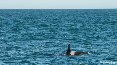 Orca, Estancia La Ernestina  4