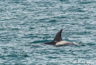 Orca, Estancia La Ernestina  3