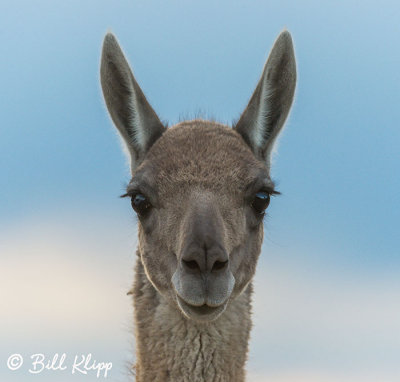 Guanaco, Estancia Rincon Chico  1