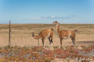 Guanaco, Estancia Rincon Chico  2 