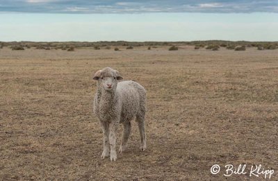 Sheep, Estancia Rincon Chico  3