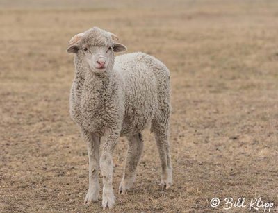 Sheep, Estancia Rincon Chico  2